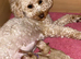 Toy poodle waiting list