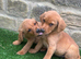 READY NOW BEAUTIFUL LABRADOR PUPPYS