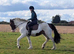 15.2h 4yr old gelding