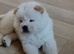 KC Registered Champion Bloodline Chow Chow Boy