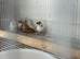 Stunning pied zebra finches