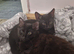 Kittens for rehoming