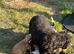 Show type cocker spaniel puppies