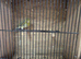 3 pure raza cock bird canaries