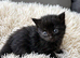 Black kitten Ready