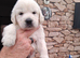 Beautiful Golden Retriver Puppies