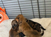 Miniature Dachshund Puppies