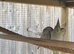 Female aviary cockatiel
