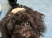 Miniature Cockapoo 10 Month Old Pup