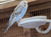 Young budgies for sale Ideal age for taming