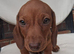 Mini Dachshund Puppy
