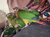 Handreared Tame Conure chicks mooncheek suncheek rose corwned