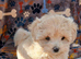 Health tested small maltipoo