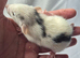 Baby Girl Dumbo Rats