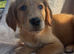 Golden retriever puppies