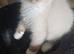 Just 3 Left Beautiful Ragdolls