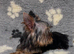 Gorgeous tiny Yorkshire terrier boy
