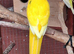Kakariki male