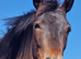 New forest gelding 4 years old