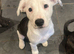 Collie x American bulldog puppies