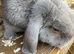 Mini lop looking for his new home