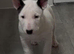 Beautiful English Bull Terrier Puppies