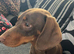 7 months old Dachshund chocolate tan