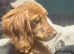 RED COCKER SPANIEL