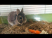 Make Netherland dwarf