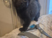 Beautiful kittens looking for their forever home