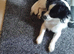 Urgent home needed beautiful chihuahua