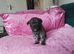 Chiweenie puppy for sale