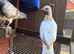 Young tippler pigeons