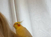 Super tame female cockatiel