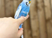 Budgies