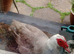 Muscovy 1yr Old Drake and 5 Drake Chicks 4 weeks old Free Central Scotland
