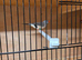 Pair of Hex long tail finch