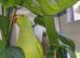 Baby Green Ringneck talking Parrot