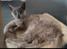 Beautiful russian blue girl in need new home