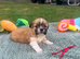 Lhasa Apso puppies