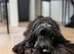 F1 Show Line Cockapoo Puppies ️READY NOW️