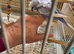 Gorgeous, very pretty Helicopter Baby Budgies