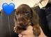 KC Mini Dachshunds