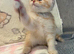 Beautiful exotic Persian Kittens