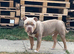 Male pocket bully