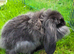 Continental Giant x Lion Lop