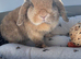 10 month old mini lop