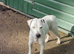 Parson Jack Russell For Stud