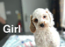 Stunning litter of cockapoo puppies