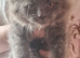 Blue female kitten